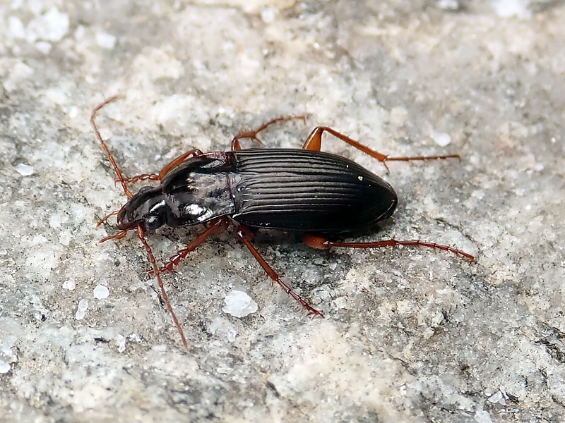 Carabidae da identificare: Calathus erratus